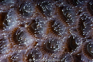 CORALS by Marco Bartolomucci 